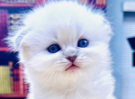 Sweetie - Scottish Fold Kitten For Sale - Fairview&comma; NJ&comma; US