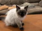 Ziti - Himalayan Kitten For Sale - Apollo Beach&comma; FL&comma; US