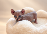 Mochi Dwelf - Sphynx Kitten For Sale - Austin&comma; TX&comma; US