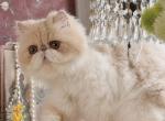 Peach - Persian Cat For Sale - P J S&comma; NY&comma; US