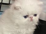 White male with BLUE eyes - Persian Kitten For Sale - Chowchilla&comma; CA&comma; US
