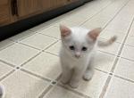 Polar Bear 1 - Siamese Kitten For Sale - Janesville&comma; MN&comma; US
