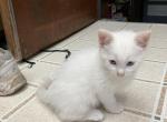 Polar Bear 2 - Siamese Kitten For Sale - Janesville&comma; MN&comma; US