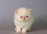 Buba - Persian Kitten For Sale - Chatsworth&comma; CA&comma; US