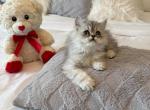 PRINCE - Persian Kitten For Sale - 