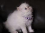 Avocado - Persian Kitten For Sale - Chatsworth&comma; CA&comma; US