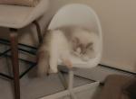 Stella - Siberian Cat For Sale - Brooklyn&comma; NY&comma; US