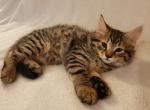 Buster - Domestic Kitten For Sale - Naugatuck&comma; CT&comma; US