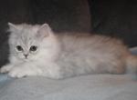 Oliver Shaded Silver Male Persian - Persian Kitten For Sale - Stanton&comma; MO&comma; US