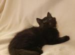 Dolly - Domestic Kitten For Sale - Naugatuck&comma; CT&comma; US