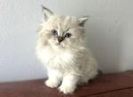 MEA - Siberian Kitten For Sale - Bonita Springs&comma; FL&comma; US