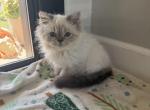 gizmo - Himalayan Kitten For Sale - Barrington&comma; IL&comma; US