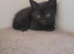 Domestic black kitten - American Shorthair Kitten For Sale - Germantown&comma; MD&comma; US