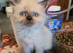 Seymour - Himalayan Kitten For Sale - Van Horne&comma; IA&comma; US