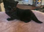 Domestic long hair kittens - American Longhair Kitten For Sale