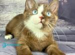 Gary - Munchkin Kitten For Sale - Pembroke Pines&comma; FL&comma; US