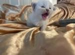 Christmas - Siberian Kitten For Sale - Cumming&comma; GA&comma; US
