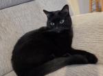 Mira - Domestic Cat For Adoption - Jacksonville&comma; FL&comma; US