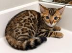 Winnies Bengal Kittens - Bengal Kitten For Sale - Charlotte&comma; NC&comma; US