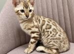 Winnies Bengal Kittens - Bengal Kitten For Sale - Charlotte&comma; NC&comma; US