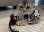 Princess - Scottish Straight Kitten For Adoption - 