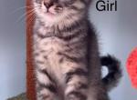 Mimi - Scottish Straight Kitten For Adoption - 