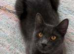 Wolfie - Nebelung Cat For Sale - Lawrenceville&comma; GA&comma; US