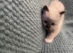 Pumpkin spice - Ragdoll Kitten For Sale - Butler&comma; PA&comma; US