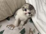 Snowball - Scottish Fold Kitten For Sale - Seattle&comma; WA&comma; US