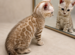 Bambis Kittens - Bengal Kitten For Sale - 