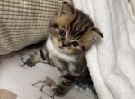 Tiger - Scottish Straight Kitten For Sale - Seattle&comma; WA&comma; US
