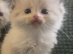 Spicy - Ragdoll Kitten For Sale - Butler&comma; PA&comma; US