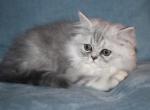 CFA Shaded Silver Male Persian Kitten - Persian Kitten For Sale - 