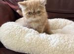 Rudy - Exotic Kitten For Sale - Hermitage&comma; PA&comma; US