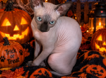Sapphire - Sphynx Kitten For Sale - Matherville&comma; IL&comma; US