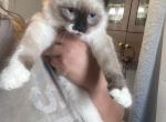 Sabrina - Balinese Kitten For Sale - Milton&comma; FL&comma; US