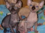 Sassy - Sphynx Kitten For Sale - 