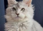 Oktavia - Maine Coon Kitten For Sale - CO&comma; US