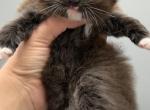 C2 - Siberian Kitten For Sale - Brooklyn&comma; NY&comma; US