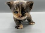 C3 - Siberian Kitten For Sale - 