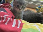 Moon - American Longhair Kitten For Sale - Catasauqua&comma; PA&comma; US