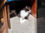 The Floof - Domestic Kitten For Sale - Scottsburg&comma; OR&comma; US