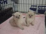 Ragdoll Kittens - Ragdoll Kitten For Sale - Delano&comma; CA&comma; US