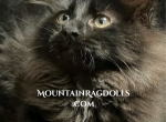 Black Mountain Ragdolls - Ragdoll Kitten For Sale - CA&comma; US