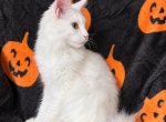Xia - Maine Coon Kitten For Sale - 
