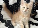 Boy V17 - Maine Coon Kitten For Sale - 