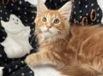 Boy V20 - Maine Coon Kitten For Sale - 
