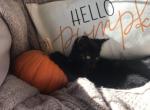 autumn - Domestic Kitten For Sale - 