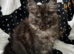 Girl V27 - Maine Coon Kitten For Sale - Millingport&comma; NC&comma; US