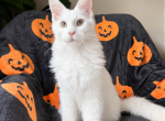 Xanti - Maine Coon Kitten For Sale - Virginia Bch&comma; VA&comma; US